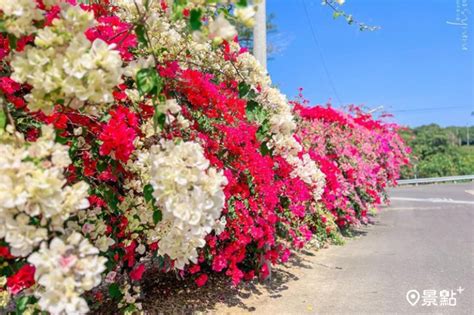 九重葛適合住家種植嗎